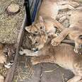 Baby Lions Escape From War In Ukraine And Find A Home In Minnesota