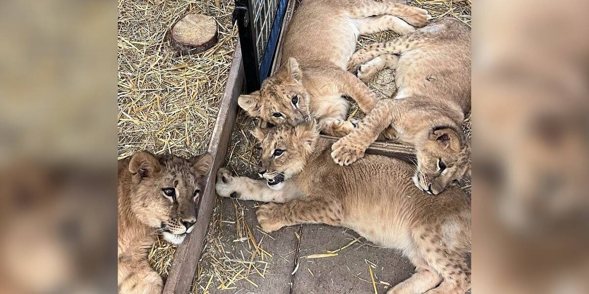 Lion cubs from Ukraine are 'fearless' in face of their first Minnesota  winter