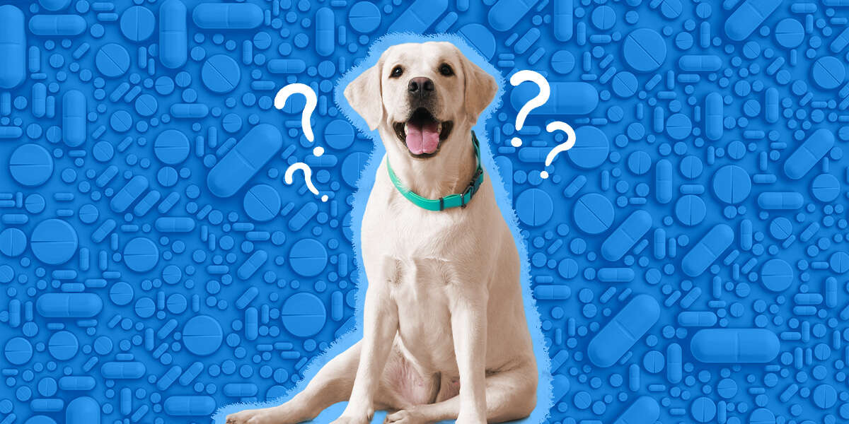 Prednisone For Dogs Here’s What Pet Parents Need To Know DodoWell