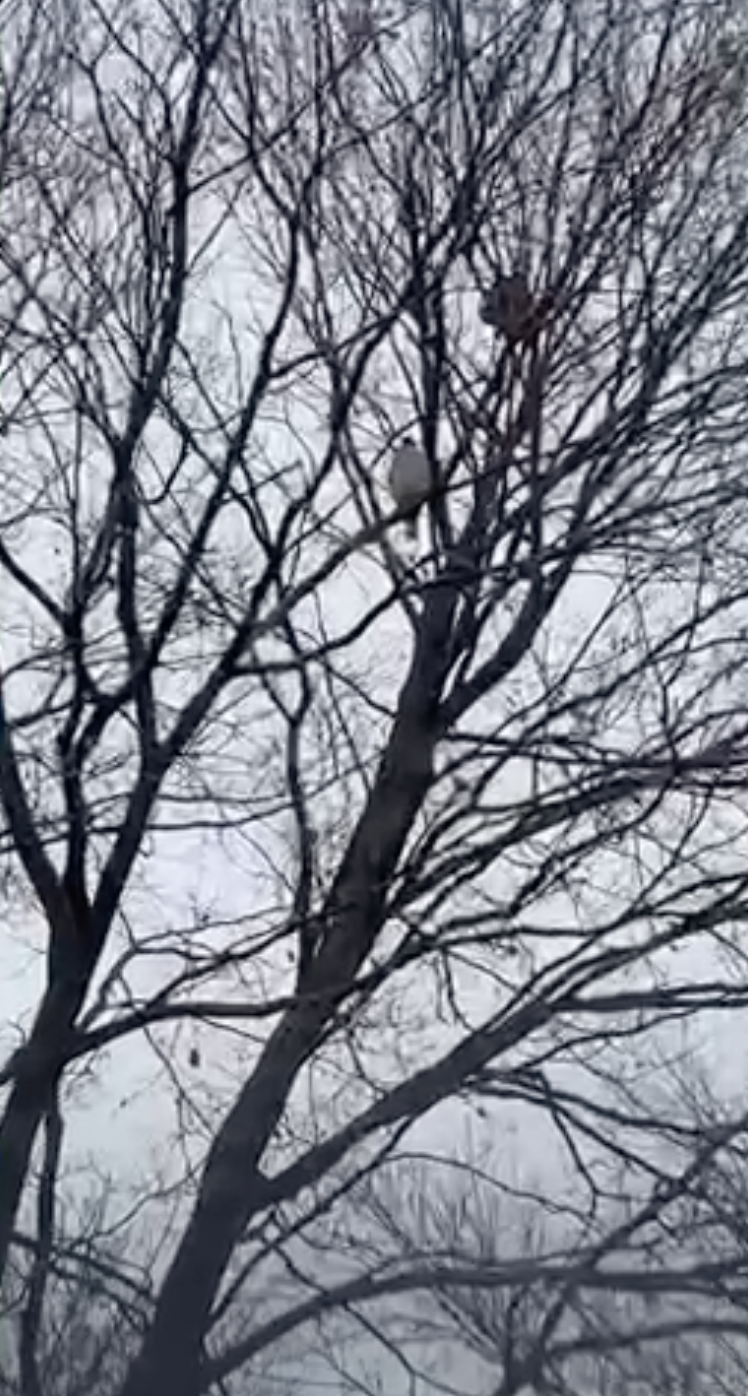 Chickens Run To Safety After Crows Warn Them Of Danger - The Dodo