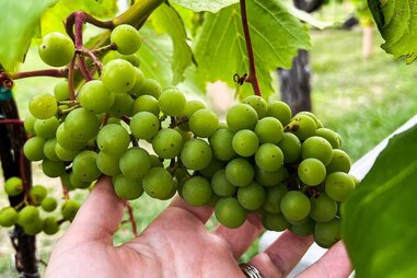 Hand holding grapes