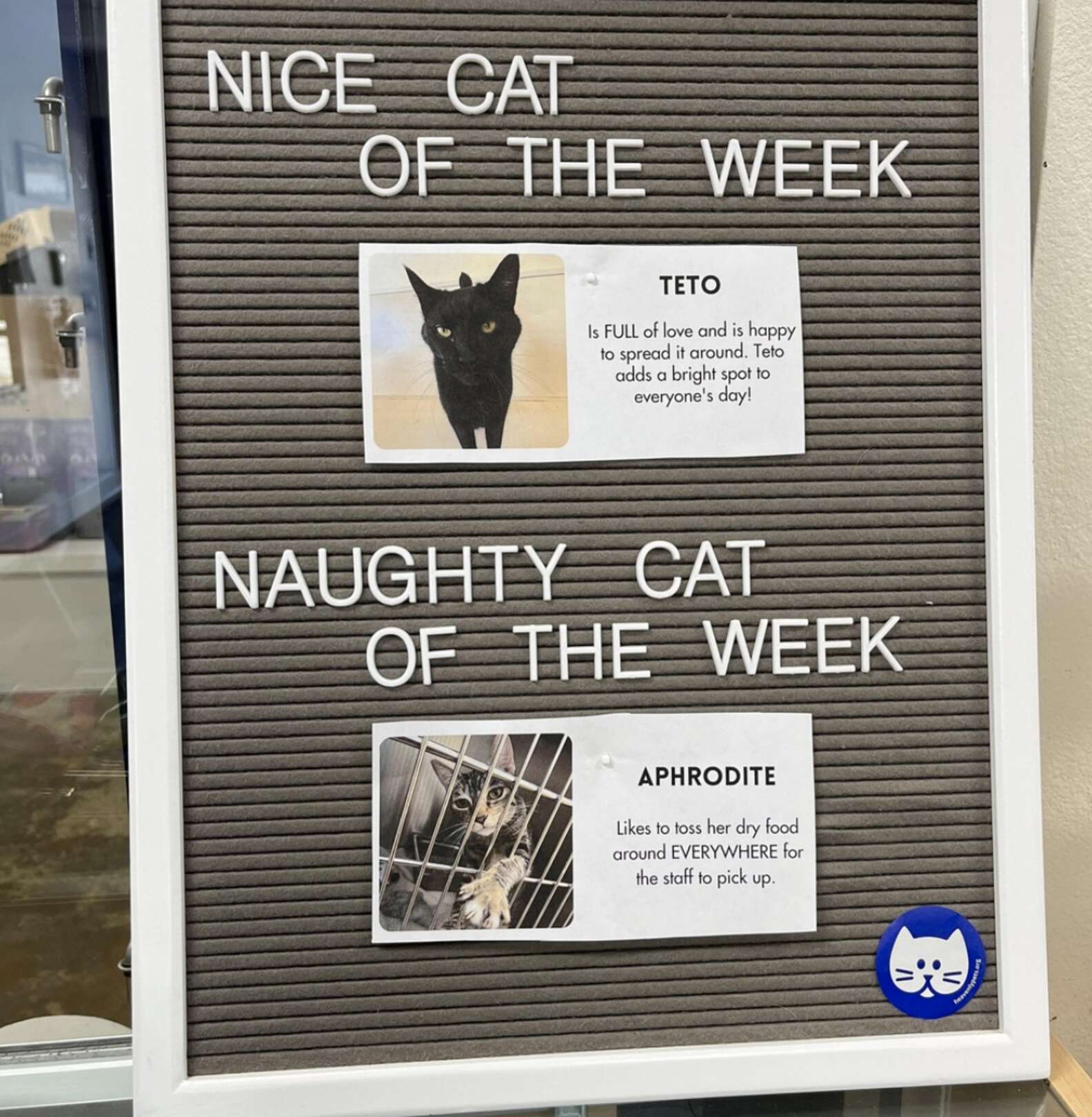 Shelter Showcases Naughty And Nice Cats Each Week The Dodo