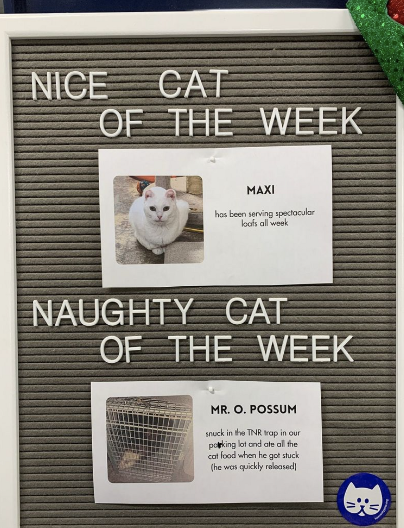 Shelter Showcases Naughty And Nice Cats Each Week The Dodo