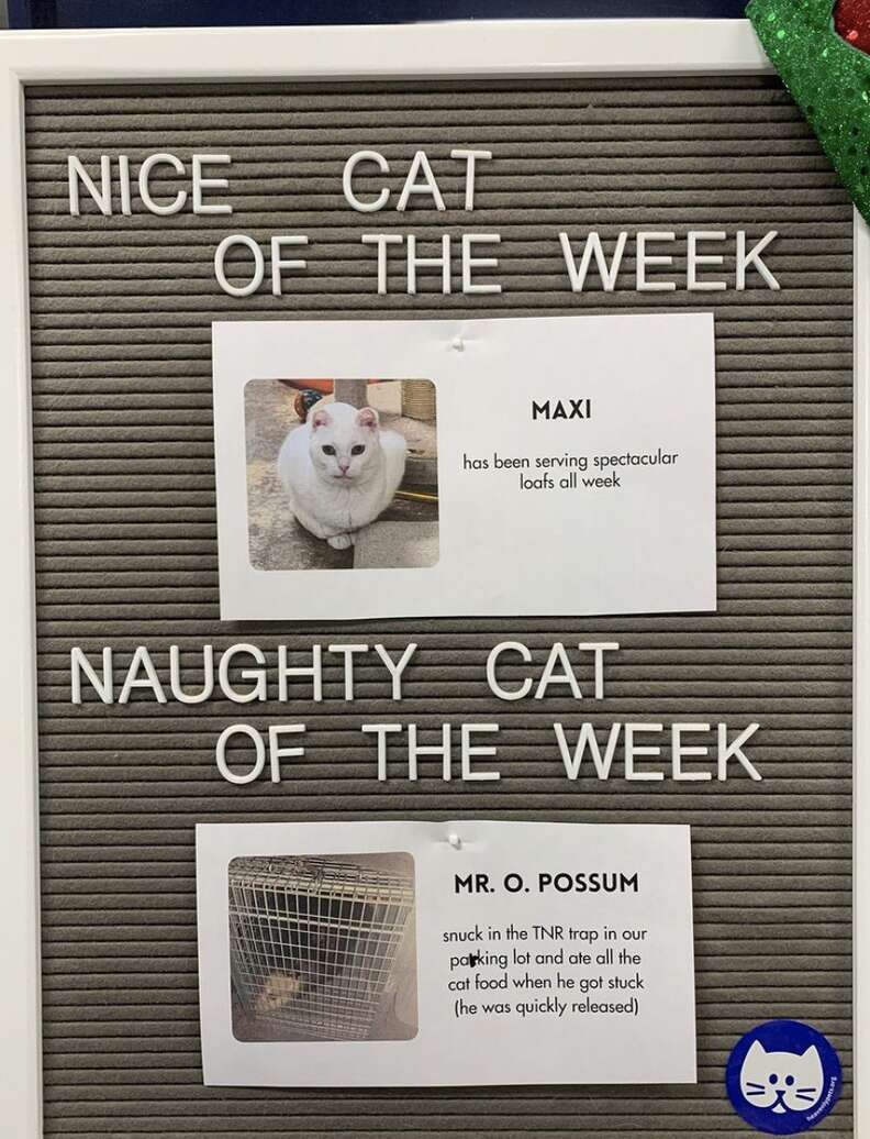 Shelter Showcases Naughty And Nice Cats Each Week - The Dodo