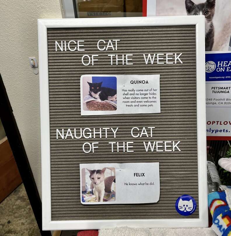 Shelter Showcases Naughty And Nice Cats Each Week - The Dodo Shelter Showcases Naughty And Nice Cats Each Week - The Dodo