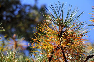 Wertheim National Wildlife Refuge