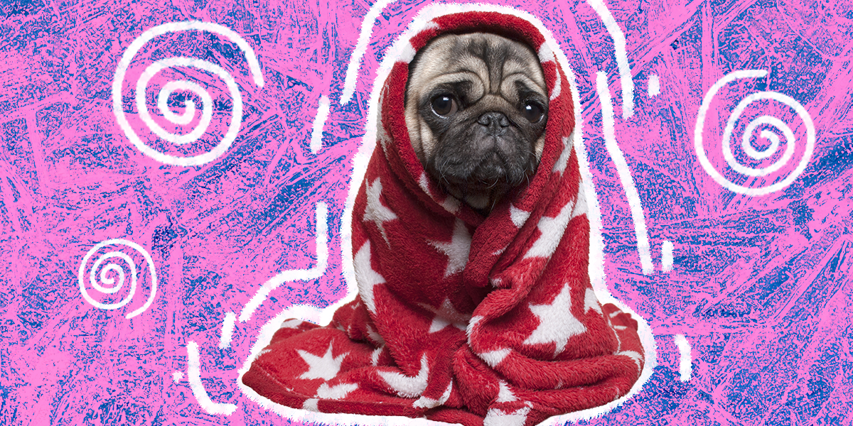 Dog Frostbite What You Need To Know About This ColdWeather Condition