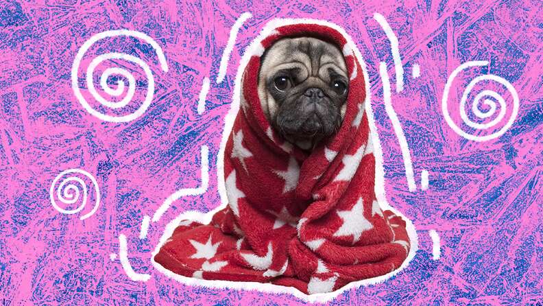 how cold is too cold for a pug