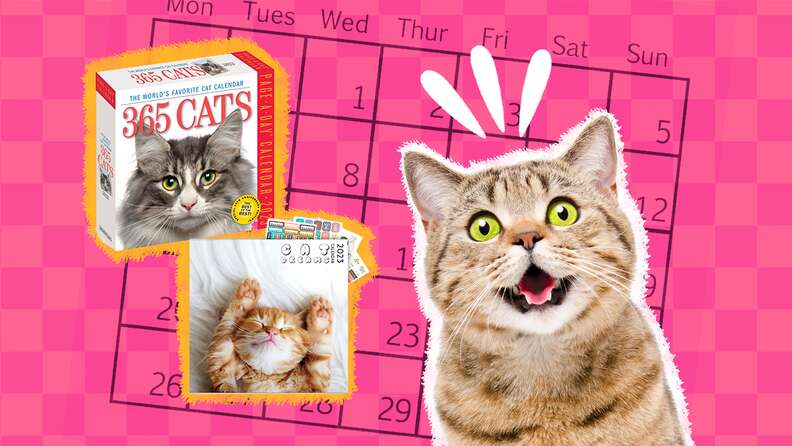 Cats Wall Calendar 2023