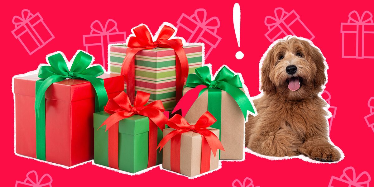 10 Gifts For Someone Who Just Adopted A New Dog - DodoWell - The Dodo
