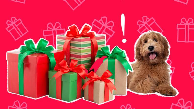 8 Gifts For Dog Moms In Your Life That Are Just For Them - DodoWell - The  Dodo