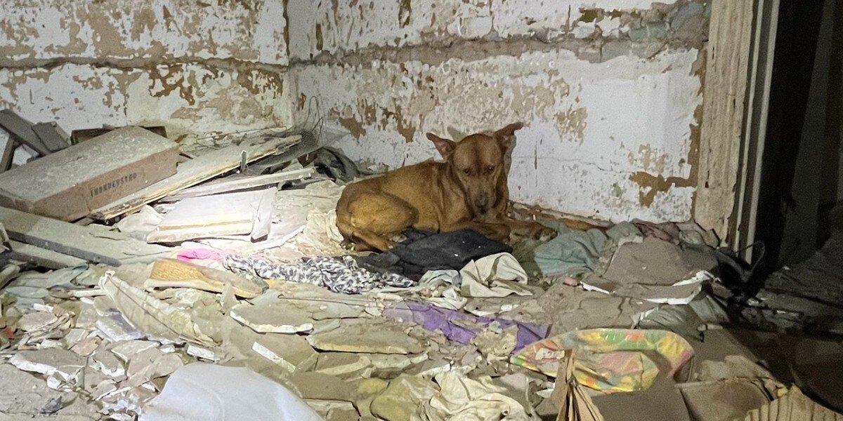 Dog Trembling In A Pile Of Rubble Is So Grateful Someone Finally Noticed Her  - The Dodo