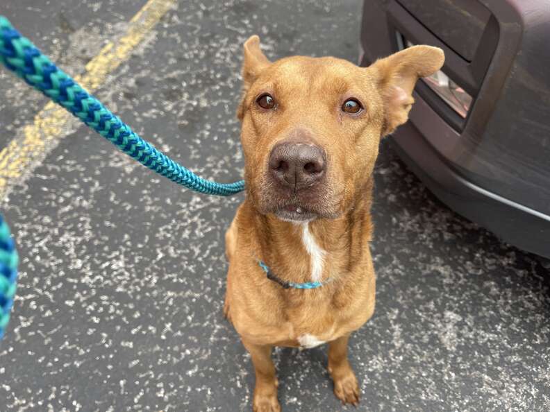 Dog Trembling In A Pile Of Rubble Is So Grateful Someone Finally Noticed Her  - The Dodo