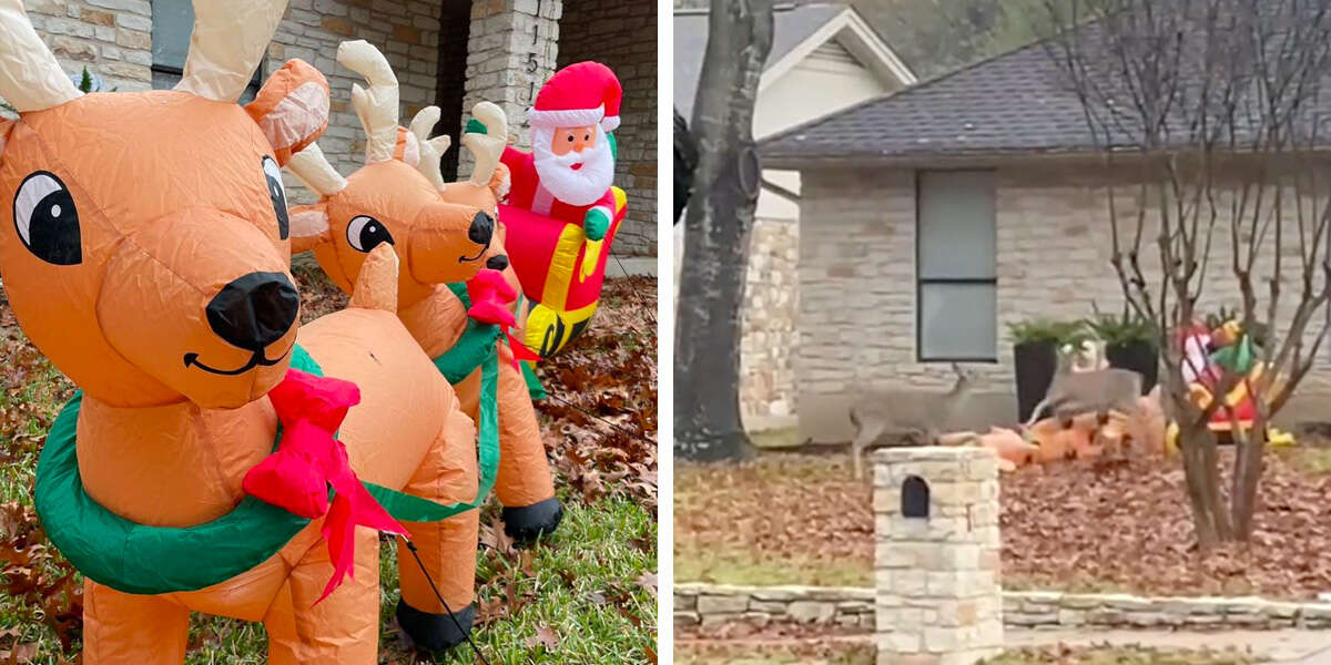 Group Of Local Deer Put Out A Hit On Woman’s Inflatable Reindeer - The Dodo
