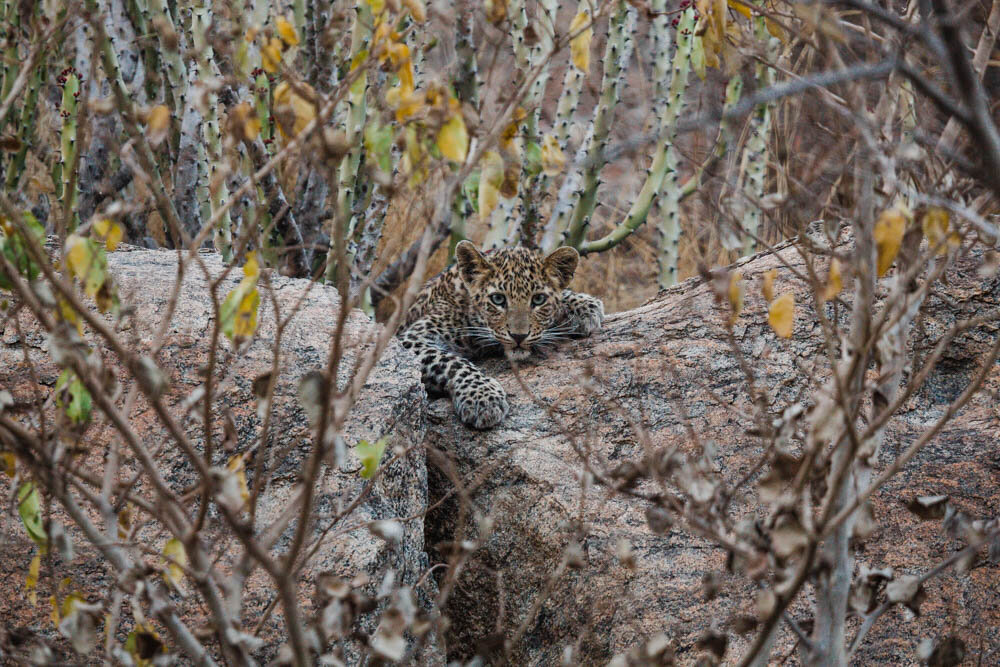 Peacefully Coexist with Wild Leopards on This Bucket List Indian Safari
