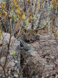 Peacefully Coexist with Wild Leopards on This Bucket List Indian Safari