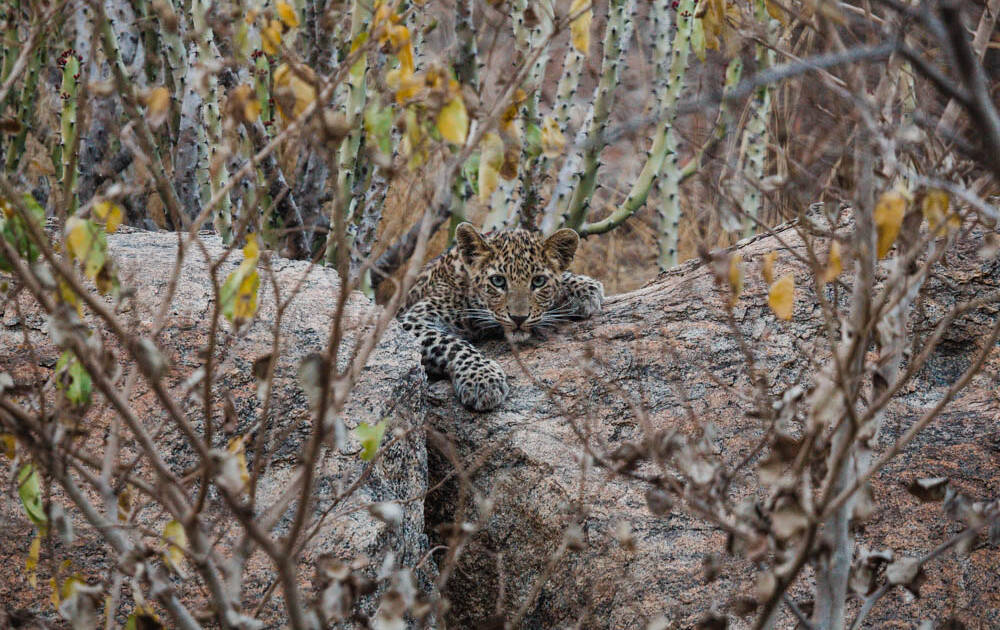 Revealing the Leopard, Leopard Facts, Nature