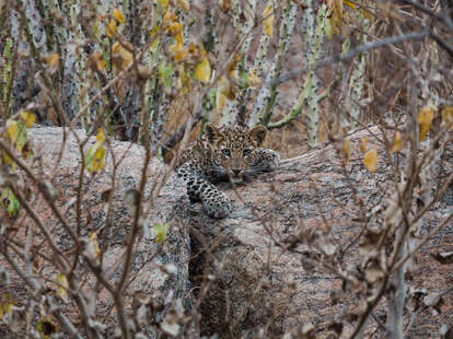 wild leopard in the forest