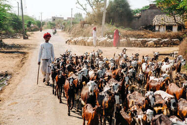 indian goat herder 