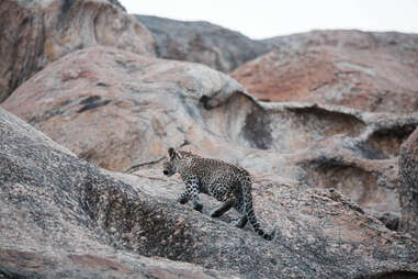 Cub tigre sauvage dans les montagnes