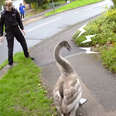 Aggressive Swan Gets to Meet His New Family