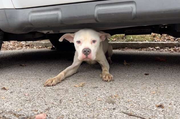 how to keep stray dogs away from car