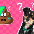 mucus in dog poop