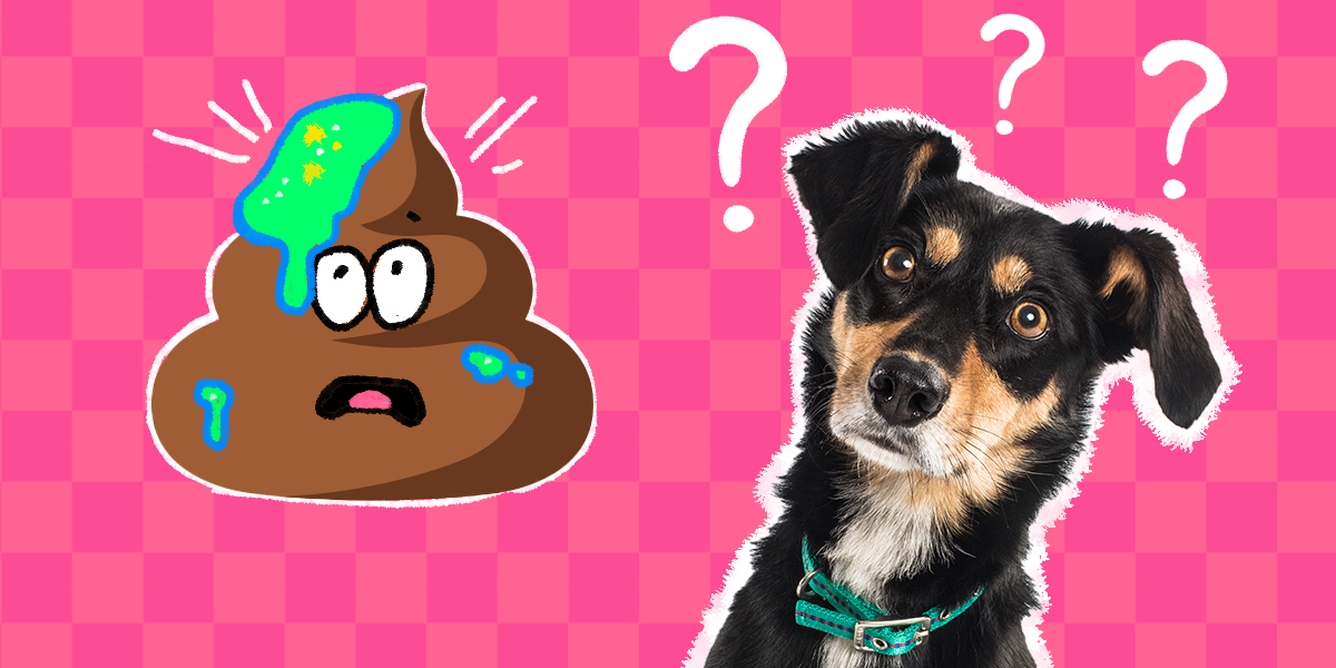 What Does Mucus In My Dogs Stool Mean