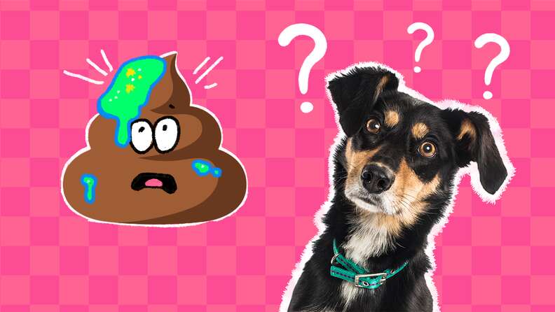 how dangerous is dog poop