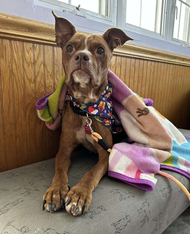 Senior Dog Found Curled Up Outside During Blizzard Gets A Christmas Miracle