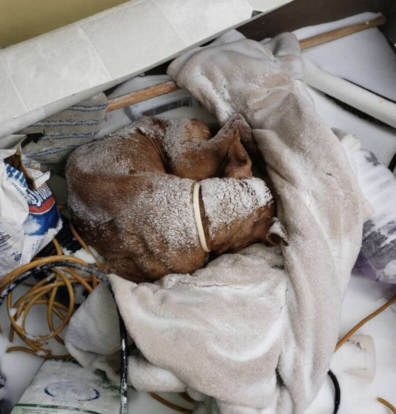 Senior Dog Found Curled Up Outside During Blizzard Gets A Christmas Miracle