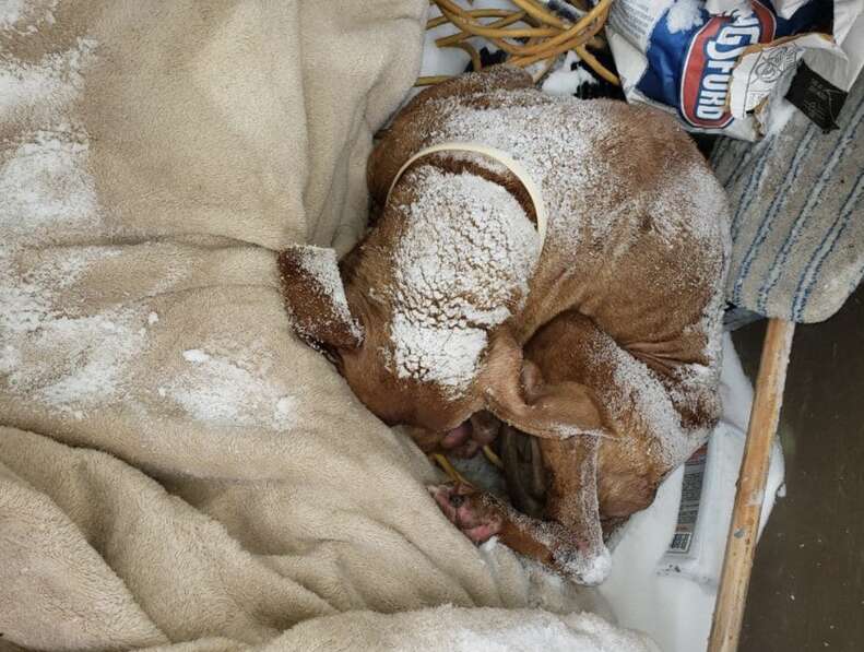 Senior Dog Found Curled Up Outside During Blizzard Gets A Christmas Miracle