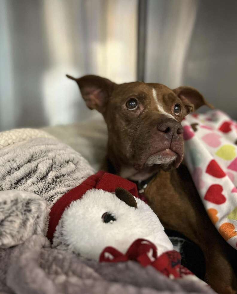 Senior Dog Found Curled Up Outside During Blizzard Gets A Christmas Miracle