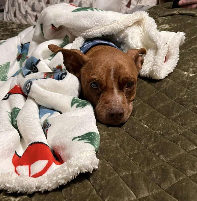 Senior Dog Found Curled Up Outside During Blizzard Gets A Christmas Miracle