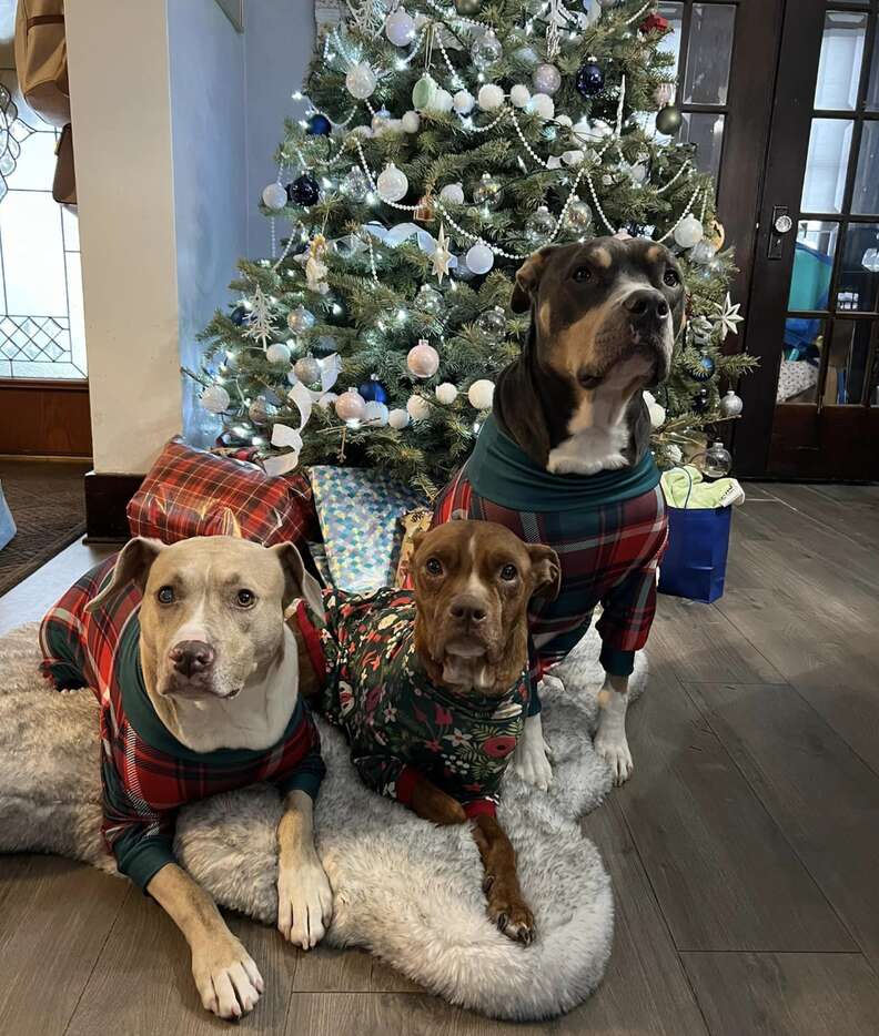 Senior Dog Found Curled Up Outside During Blizzard Gets A Christmas Miracle