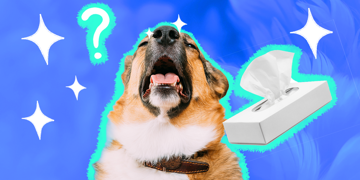 Dog Sneezing A Lot What’s Causing It And When To See The Vet