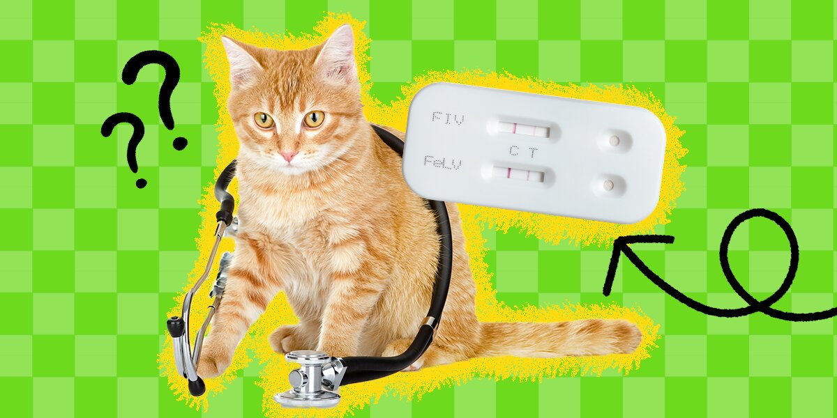 Immune boosters for outlet cats with fiv