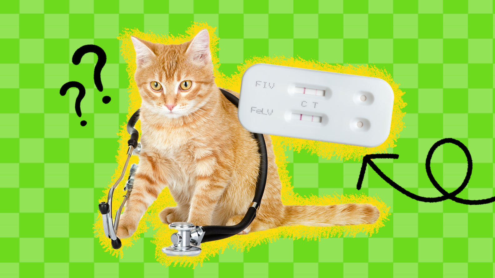 FIV In Cats Everything You Need To Know About Feline Immunodeficiency Virus DodoWell The Dodo