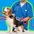 Cytopoint Injection For Dogs