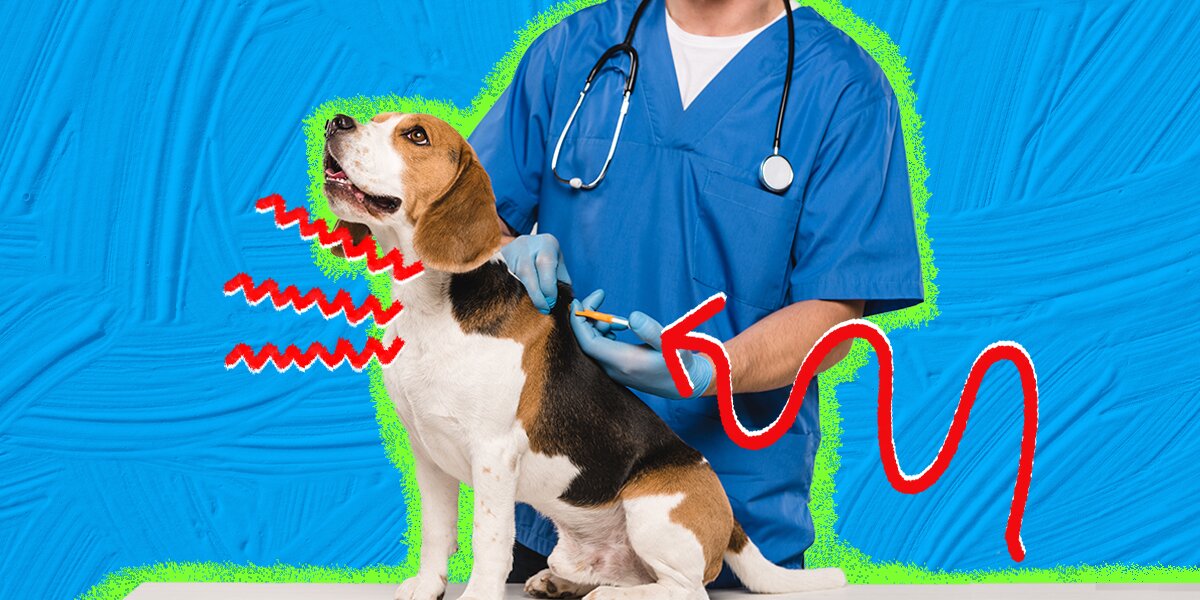 Allergy injections for clearance dogs