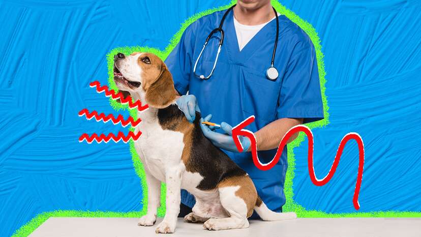 Cytopoint injection hot sale for dogs cost