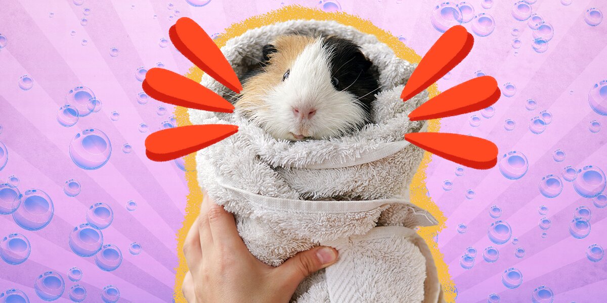 How to clean sales my guinea pig