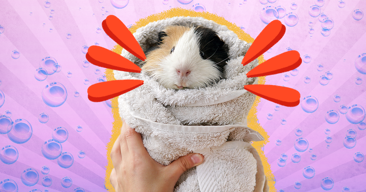 Guinea Pig Vs. Hamster: 6 Key Differences To Know, According To A Vet -  DodoWell - The Dodo