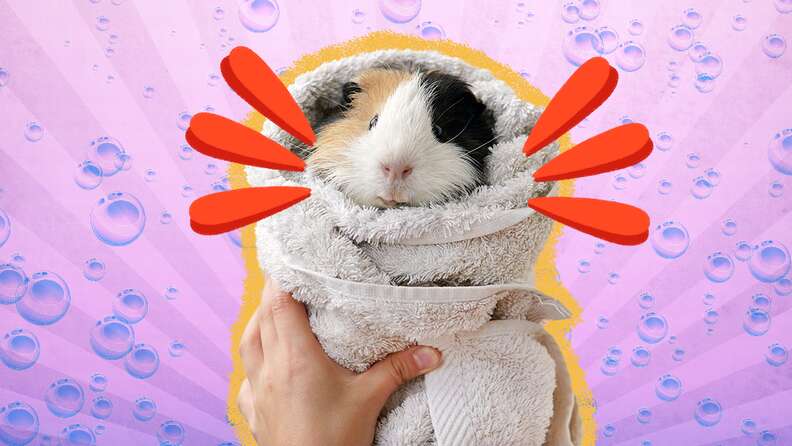 Bathing a sale guinea pig