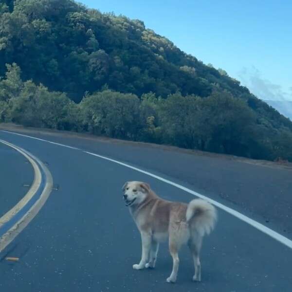 dog on road 