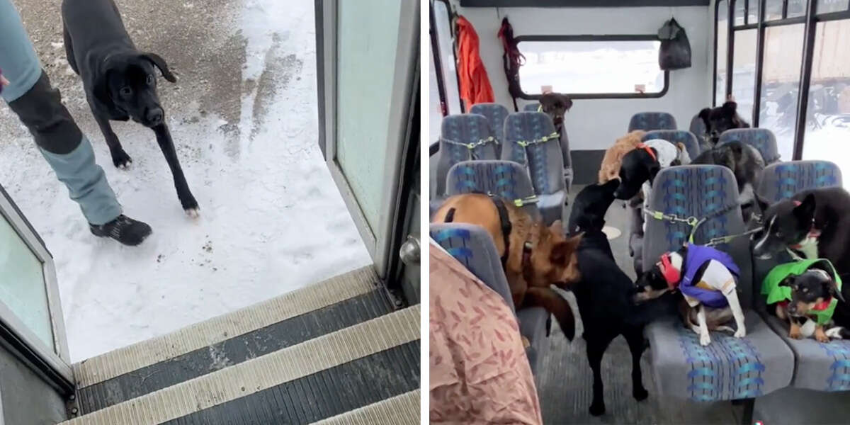 can you take a dog on public transport