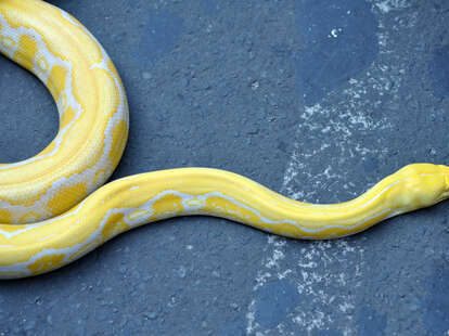 Snake Complaints Were Up 69% in NYC in 2022 - Thrillist