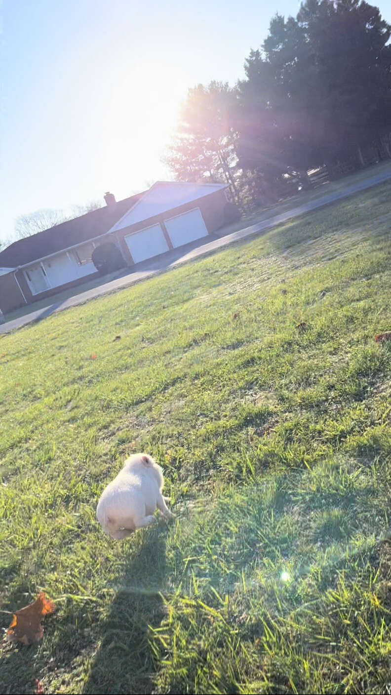 pig