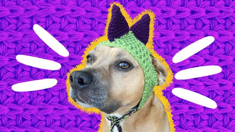 Crochet Dog Hat 11 Adorable Picks To Keep Your Pup s Head Protected DodoWell The Dodo