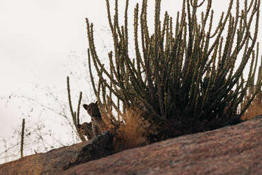 wild leopard cub in the mountains